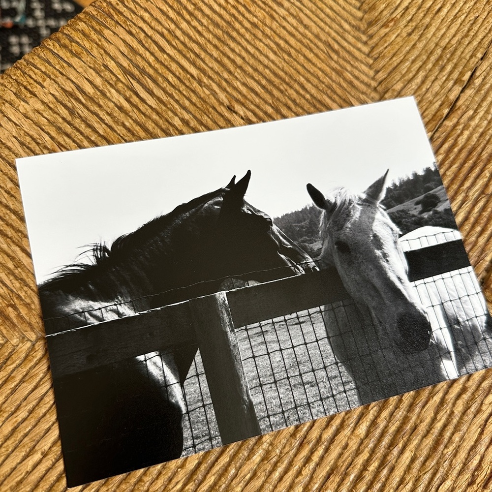 5x7 Fine Art Print - Black and White Horse Photograph - 35mm Film Photograph
